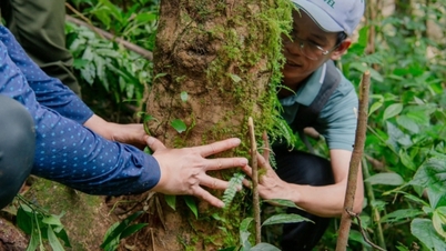 Quang Ninh a ajouté deux arbres patrimoniaux vietnamiens à sa liste.
