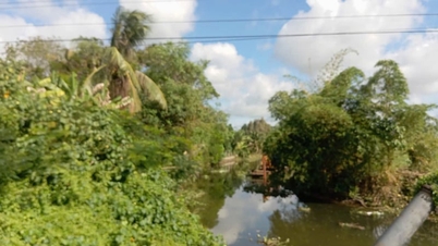 ¿El río Cau Voi, de 34 km de longitud, en Tay Ninh (antes provincia de Long An), tendrá un aspecto menos desagradable una vez que se hayan eliminado las especies de plantas invasoras?