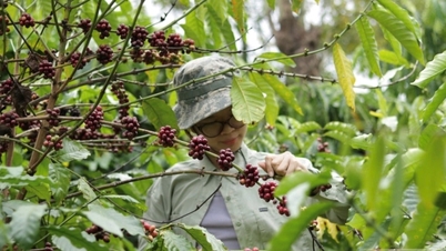 Harga kopi hari ini, 29 Juni 2026: Stabil di awal minggu.