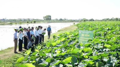 Los agricultores de Hanoi cultivan arroz con emisiones reducidas, aumentando sus beneficios en un 50%; el cultivo de loto genera un beneficio de entre 40 y 80 millones de VND por hectárea.
