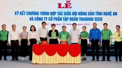 De boerenvereniging van Nghe An en ThaiBinh Seed werken samen aan de ontwikkeling van de landbouw.