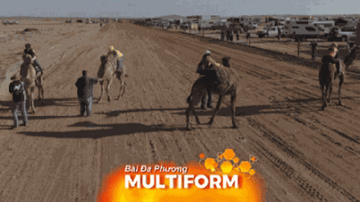 Giải đua lạc đà truyền thống tại vùng quê Australia