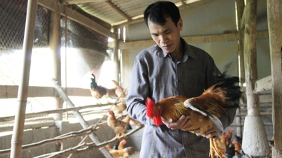 Gli agricoltori di Lang Son allevano polli utilizzando "tappeti" ecocompatibili: pollai inodori che generano un profitto annuo di quasi 200 milioni di VND.