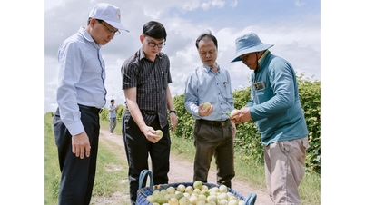 Đa dạng hóa cây trồng ở Vĩnh Điều