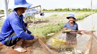 Nông dân làm chủ công nghệ sản xuất con giống