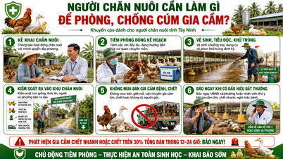 Tay Ninh styrker overvåkingen og forebyggingen av fugleinfluensa (A/H5N1).