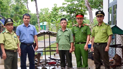 Đắk Lắk : Người dân tự nguyện giao nộp 3 cá thể khỉ quý hiếm