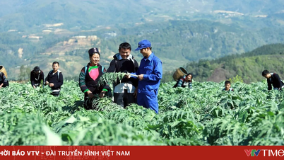 از «طلای سبز» تا یک بخش اقتصادی چند میلیارد دلاری: چالش ارتقای گیاهان دارویی ویتنامی