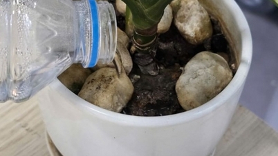 실내 식물에 물을 줄 때 흔히 저지르는 5가지 실수로 인해 식물이 빨리 시들고 성장이 저해됩니다.