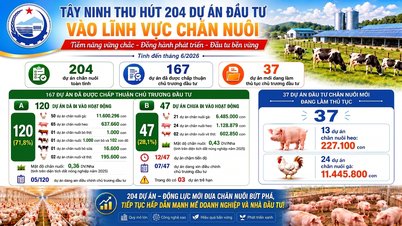 Tay Ninh zieht bedeutende Investitionen im Viehsektor an.