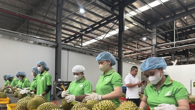 Gennemsigtighed i forsyningskæden er afgørende for, at vietnamesiske frugter og grøntsager kan erobre det kinesiske marked.