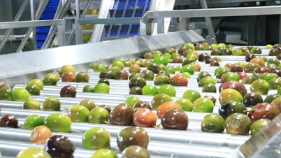 بنك استثماري متخصص في التكنولوجيا يرتقي بفاكهة الباشن فروت الفيتنامية إلى مستوى جديد.