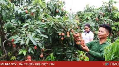 I coltivatori di litchi di Bac Ninh stanno incrementando le vendite e aumentando i ricavi.