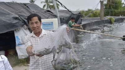 Penternakan udang dua peringkat – satu "pakej" teknikal yang membantu petani mengawal alam sekitar dengan lebih baik, memastikan udang yang sihat dan aktif.