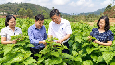 Chấn Thịnh: Nghị quyết 21 tạo đổi thay trên những thửa ruộng, triền đồi