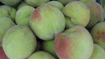 Pfirsiche sind reich an Vitamin C, aber dieser Teil der Frucht sollte auf keinen Fall gegessen werden.