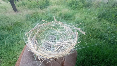 En Ucrania, las aves utilizan cables de fibra óptica de drones para construir sus nidos.