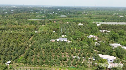 Dong Thap: Se urmărește ca 100% din suprafața cultivată cu culturi cheie de export să primească coduri de plantare până la sfârșitul anului 2027.