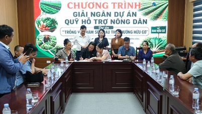 Fondul provincial de sprijin pentru fermieri alocă fonduri pentru proiectul de cultivare și îngrijire a legumelor organice în districtul Tan Phong.