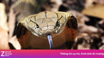 남편이 코브라에 물리고, 아내는 실수로 인해 두 사람 모두 그 결과를 감당하게 된다.