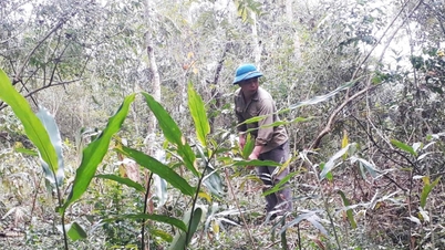 Focus on planting forests and medicinal plants under the forest canopy - Cao Bang Online Newspaper