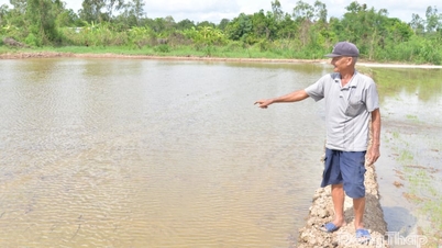 Quale tipo di fertilizzante ha appena subito un forte calo di prezzo nella nuova provincia di Dong Thap (che comprende l'ex provincia di Tien Giang), alleviando il peso economico sulla popolazione, eppure si continua a parlare di "scambiare la vecchia moneta con la nuova"?