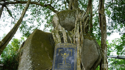 Ce banian millénaire, classé monument historique, possède une forme unique et incomparable, un véritable « trésor » pour le village.