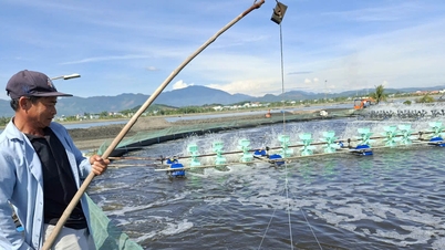 Nhà nông thích ứng với biến động nuôi tôm