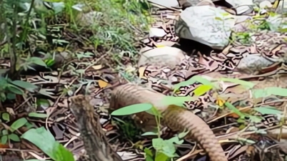 Ett fjälligt djur släpptes tillbaka till det skyddade skogsområdet Ta Cu naturreservat i Lam Dong-provinsen (tidigare Binh Thuan-provinsen).