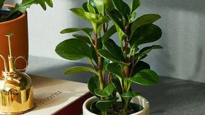 Las plantas de escritorio según el Feng Shui para quienes nacieron en el año del Mono ayudan a impulsar sus carreras profesionales.