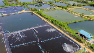 Gia Lai accélère la mise en œuvre de son projet d'élevage de crevettes de haute technologie.
