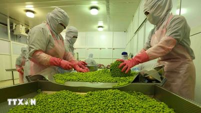 Les exportations de fruits et légumes ont augmenté de près de 18 % au cours des six premiers mois de l'année.