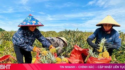 Phát triển vùng nguyên liệu dứa ở Hà Tĩnh: Liên kết phải gắn với trách nhiệm!