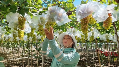 Wilayah Khanh Hoa telah mengeluarkan pelan untuk pembangunan pertanian, petani dan kawasan luar bandar sehingga tahun 2030, dengan visi hingga 2045.