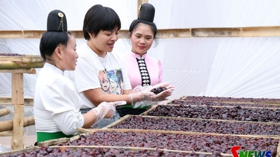 Pengolahan mendalam meningkatkan nilai buah plum.