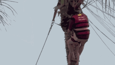 عُلقت أم وابنتها من شجرة جوز هند بعد حادثة قفز بالمظلة في خليج ها لونغ.