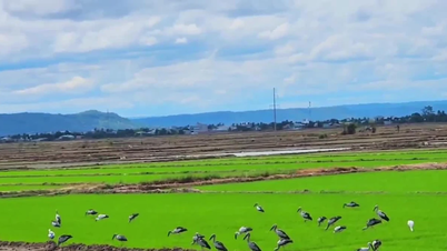 Um raro bando de quase 100 cegonhas comedoras de caracóis apareceu inesperadamente em um campo em Gia Lai.