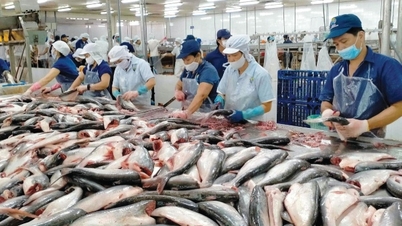 A tenger gyümölcseinek exportjára nyomás nehezedik a növekvő logisztikai költségek miatt.