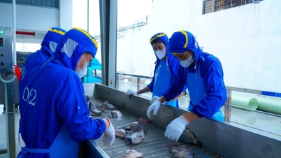 Operar linhas de processamento para aumentar o valor da tilápia exportada.