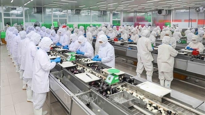 Vývoz zemědělských, lesnických a vodních produktů se v prvních šesti měsících roku zvýšil o 6 %.