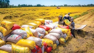 O mercado global de arroz está mudando; qual é a posição atual do arroz vietnamita?