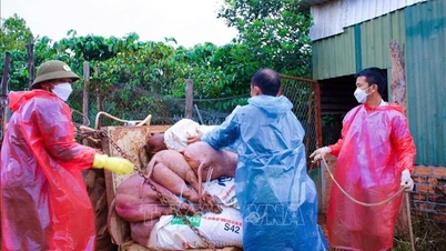 Pečlivě sledovat a řídit prevenci a kontrolu afrického moru prasat.