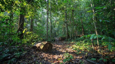 Vietnam beschikt voor het eerst over een volledig wettelijk kader voor koolstofkredieten uit bossen.