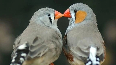 AI telah menguraikan nyanyian burung; kapan manusia akan "berbicara" dengan hewan?