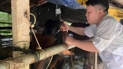 Proaktive Prävention und Bekämpfung der Lumpy Skin Disease bei Büffel- und Rinderherden in den beiden Grenzgemeinden Tan Dong und Tan Hoa.