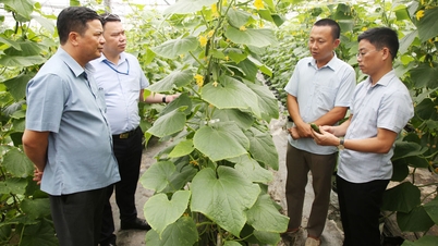 Bac Ninh: Creare slancio per una crescita agricola sostenibile.