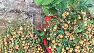 Zwei Möglichkeiten, Kumquats zur Behandlung von Husten einzusetzen, die Sie gleich ausprobieren sollten.
