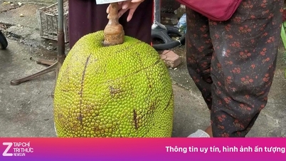 A 53kg jackfruit attracts crowds to the market in Lang Son.