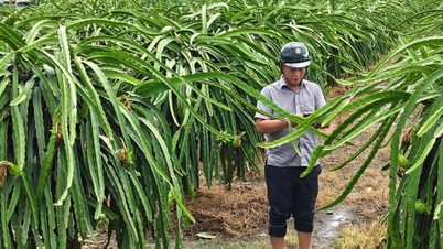 Les gens en ont assez de ce qu'on appelait autrefois « l'arbre à argent », alors pourquoi ce fermier de Long An, aujourd'hui Tay Ninh, y reste-t-il si attaché ?