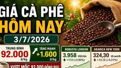 Coffee prices today, July 3rd: A sharp increase to 92,000 VND/kg